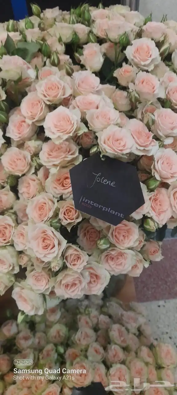 ورد كيني جملة الجملة ( استيراد ) 6