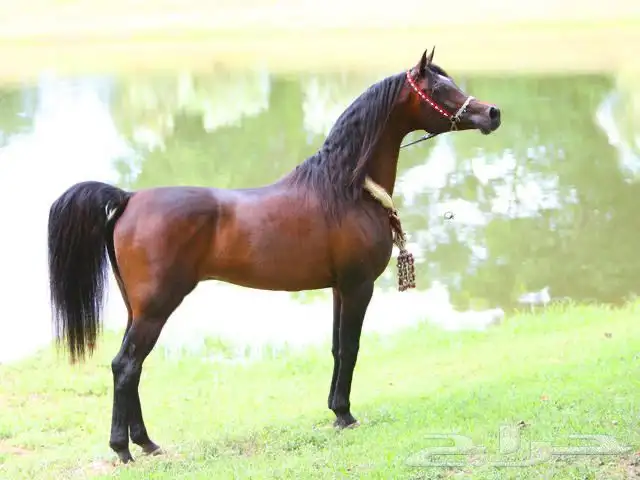 حصان واهو شيخ 2
