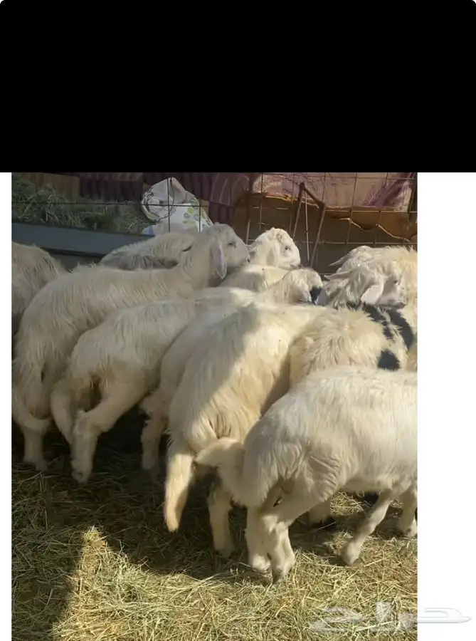 خرفان بلديات كرامات وثلاجه ويوجدتوصيل وسعرمناسب 0