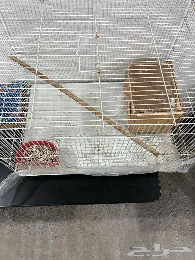 جوز روز للبيع مع القفص والبياضة 1