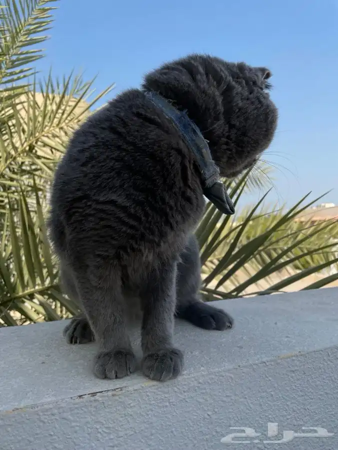 قط سكوتش بلو للبيع 4