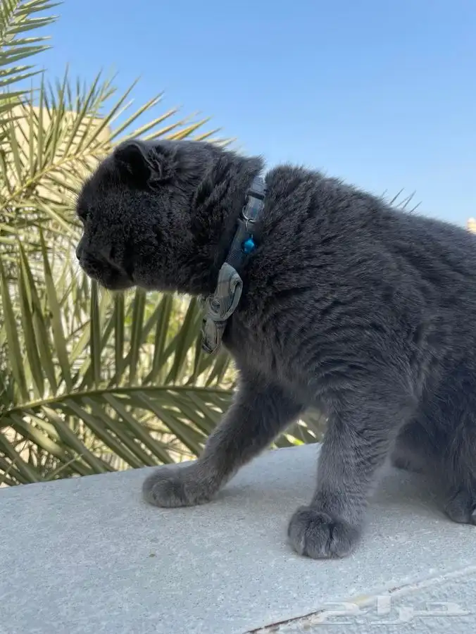 قط سكوتش بلو للبيع 2