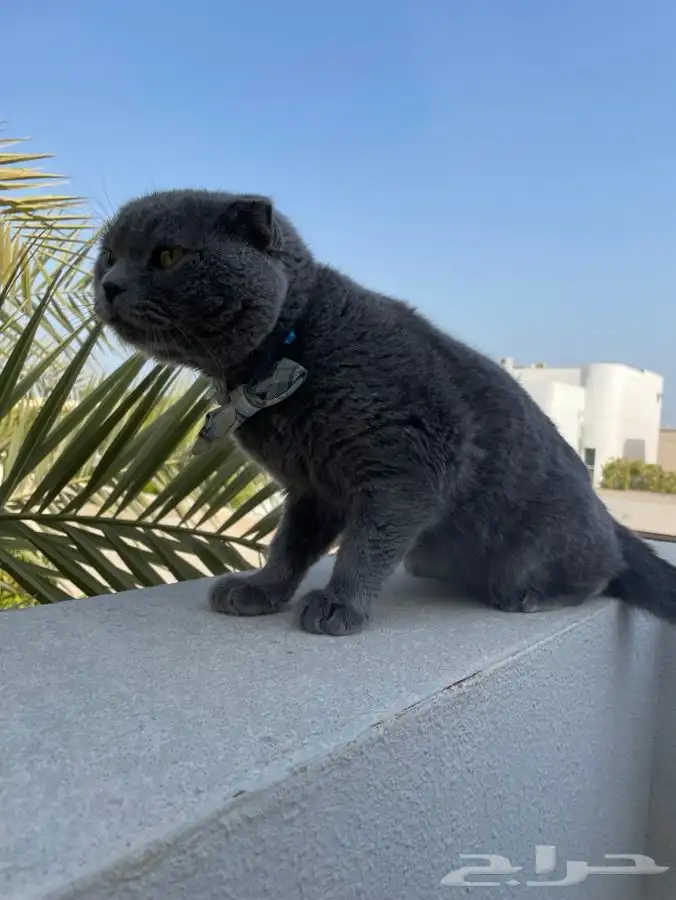 قط سكوتش بلو للبيع 1