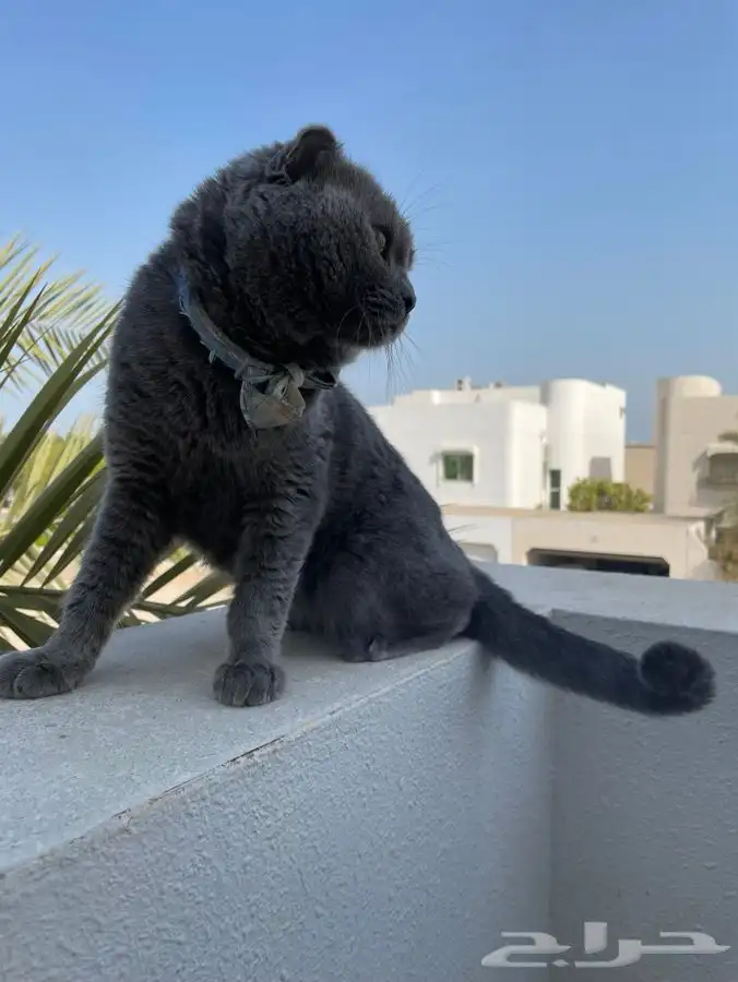 قط سكوتش بلو للبيع 0