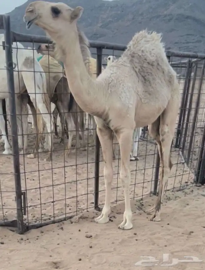 بعير صاهودي منتج للتواصل رقم الجوال 4