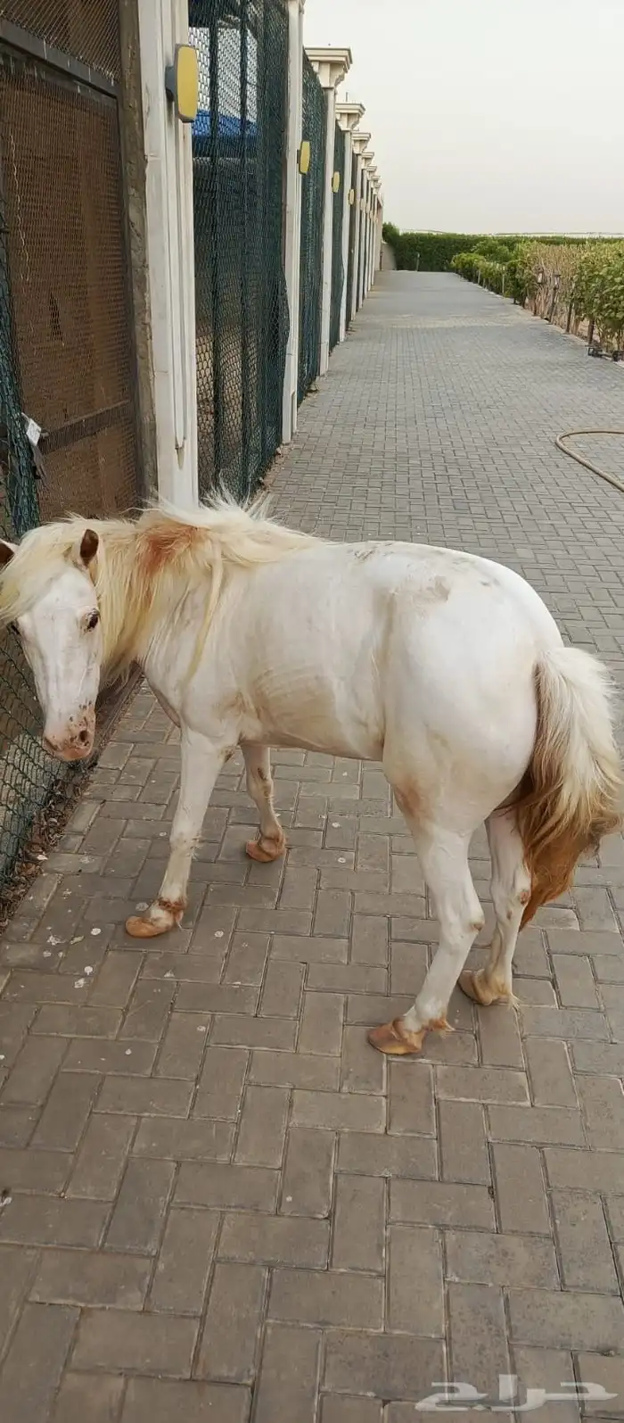 جيزان صنبه 3
