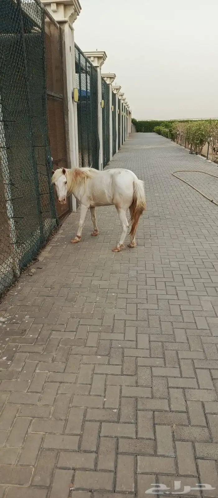 جيزان صنبه 1