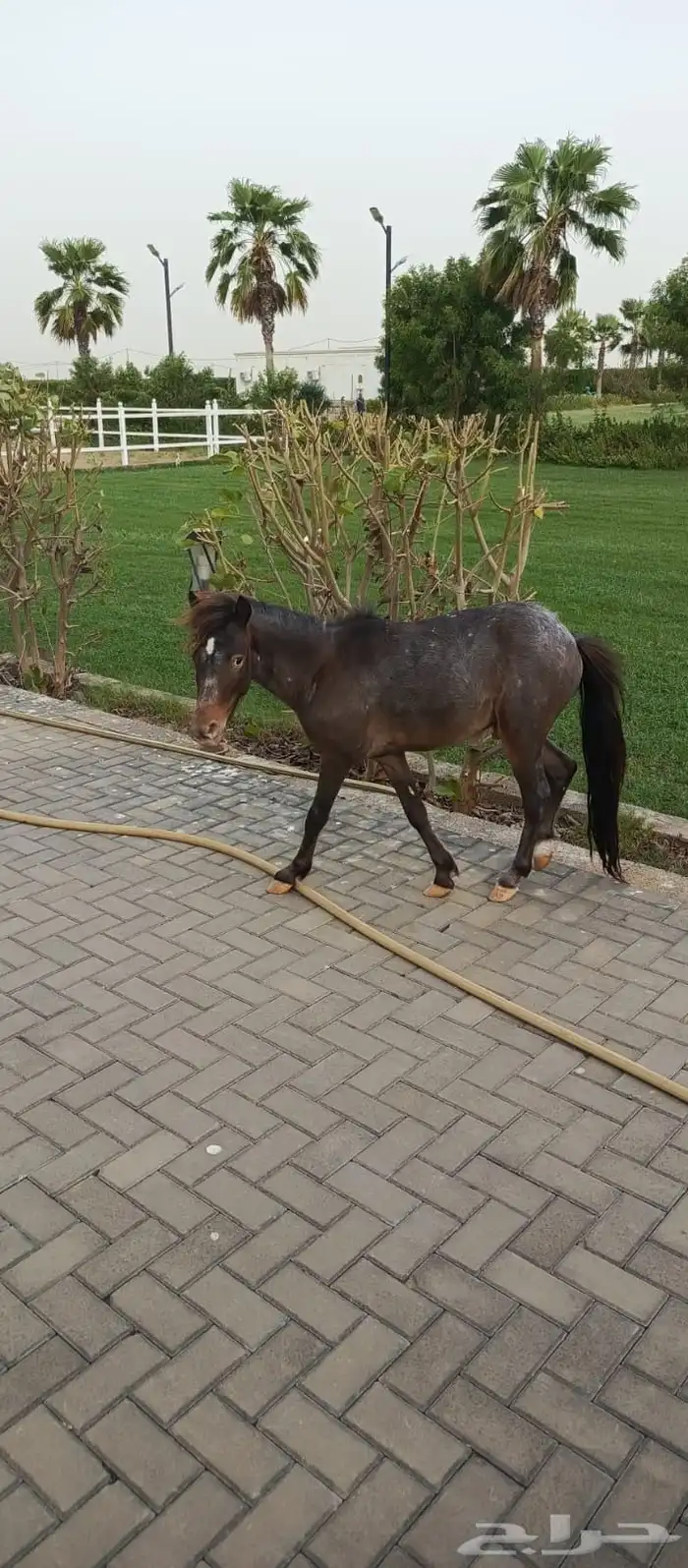 جيزان صنبه 2