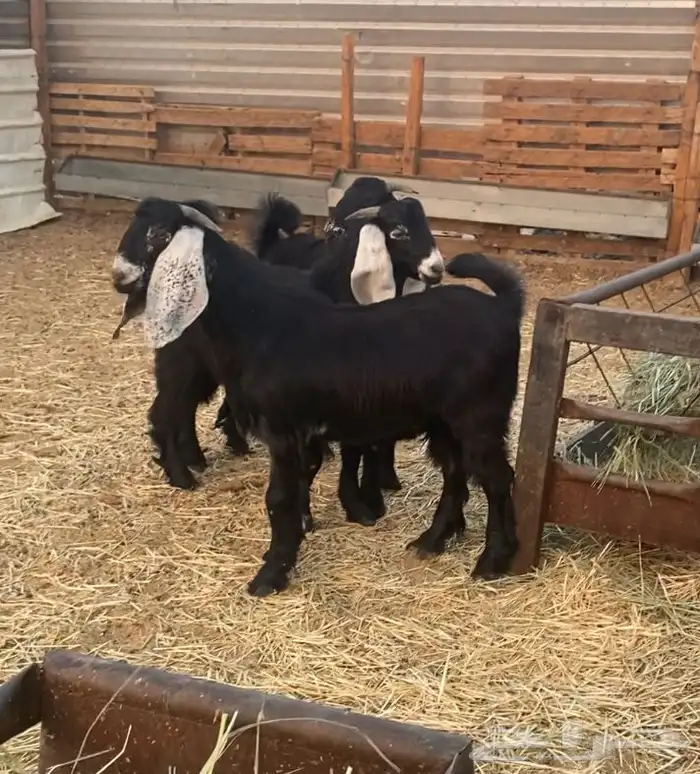 تيوس مخاصي جذعان ذبايح 3