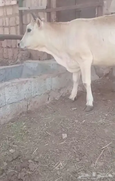 عجله جرسيه index