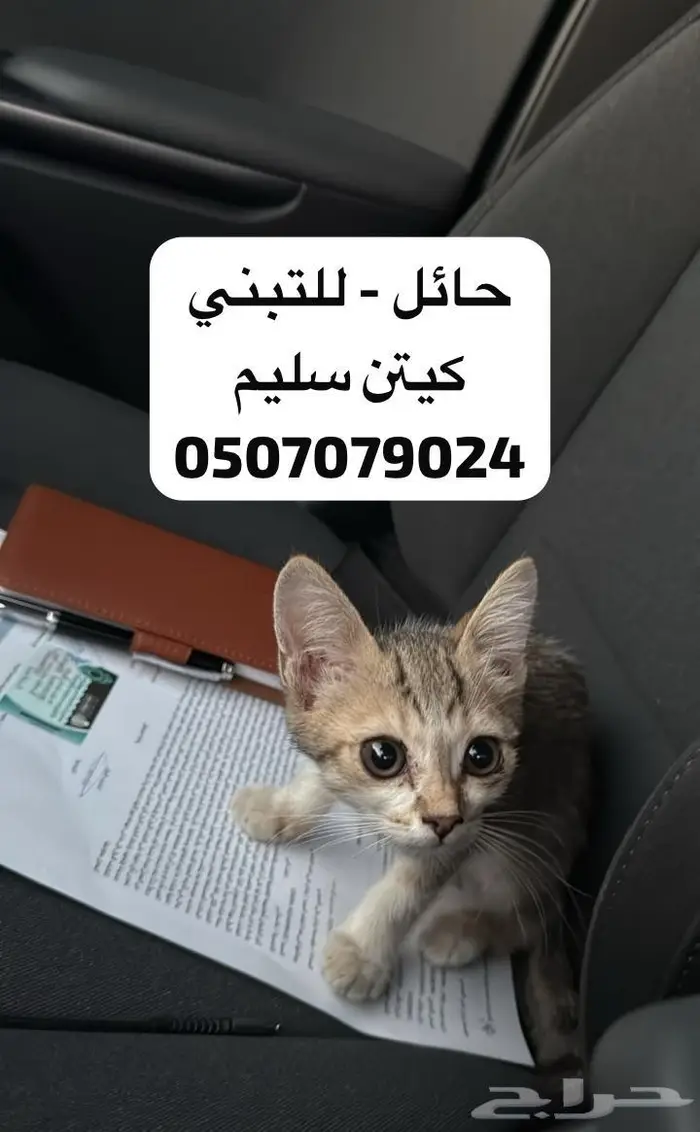 كيتن للتبني قطه صغيرة 0