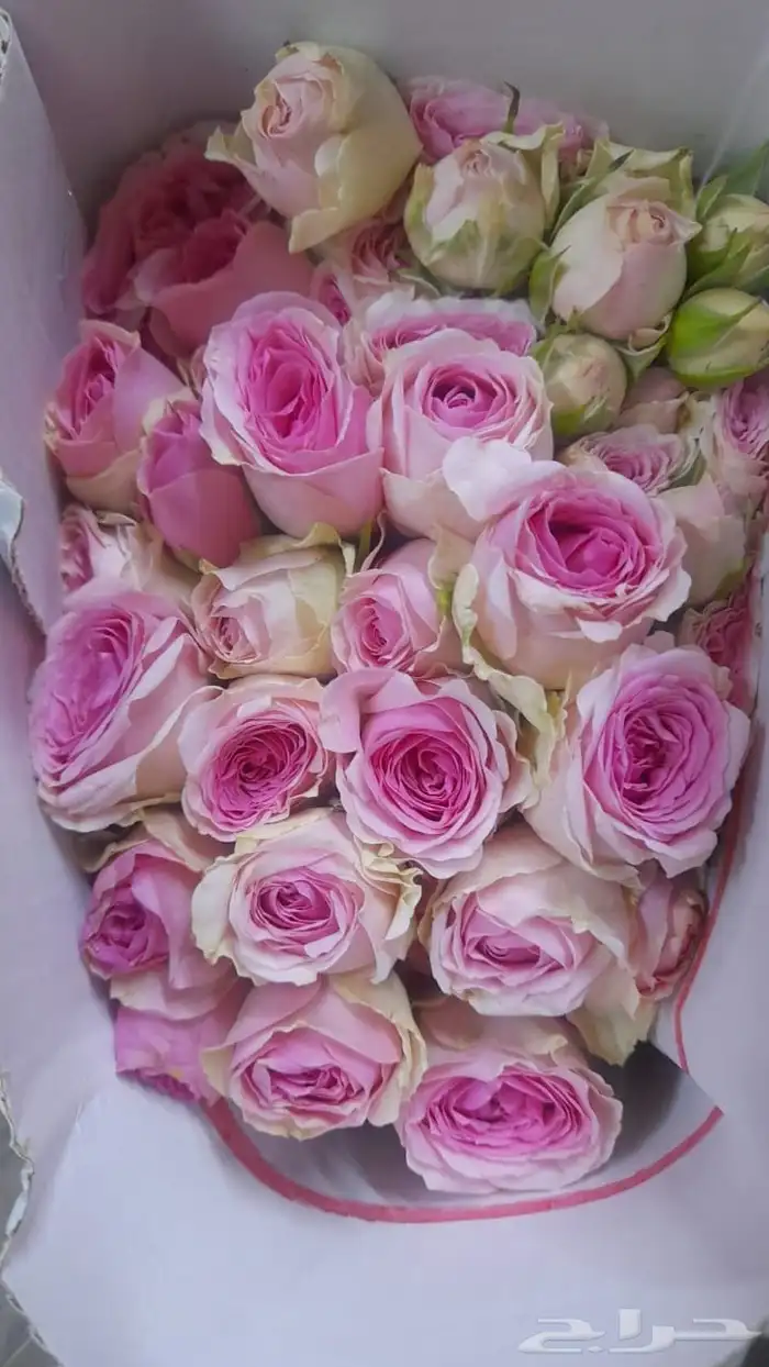 ورد كيني جملة الجملة ( استيراد ) 24