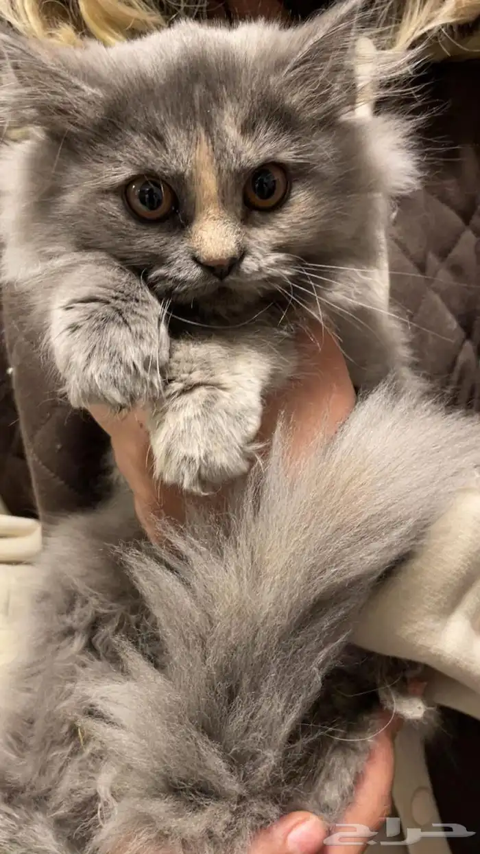half sherazi half Scottish kittens for adoption 2