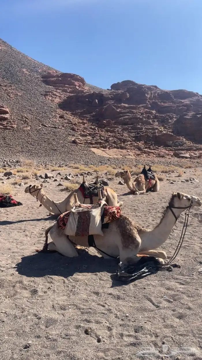 يوجد لدي تطبيع إشداد 0