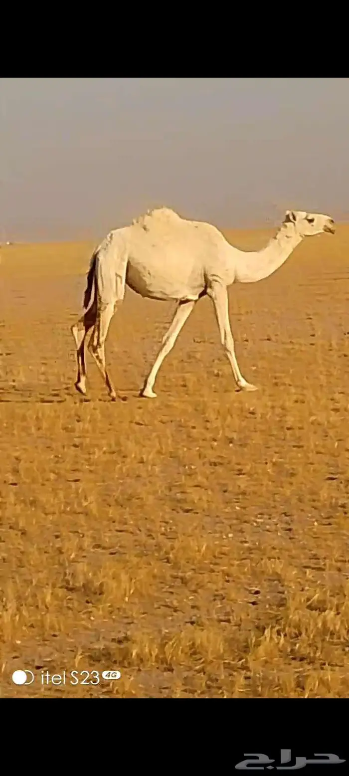 بكره وضحى لقيه تجذع 0