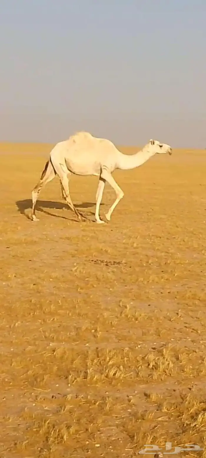 بكره وضحى لقيه تجذع 1