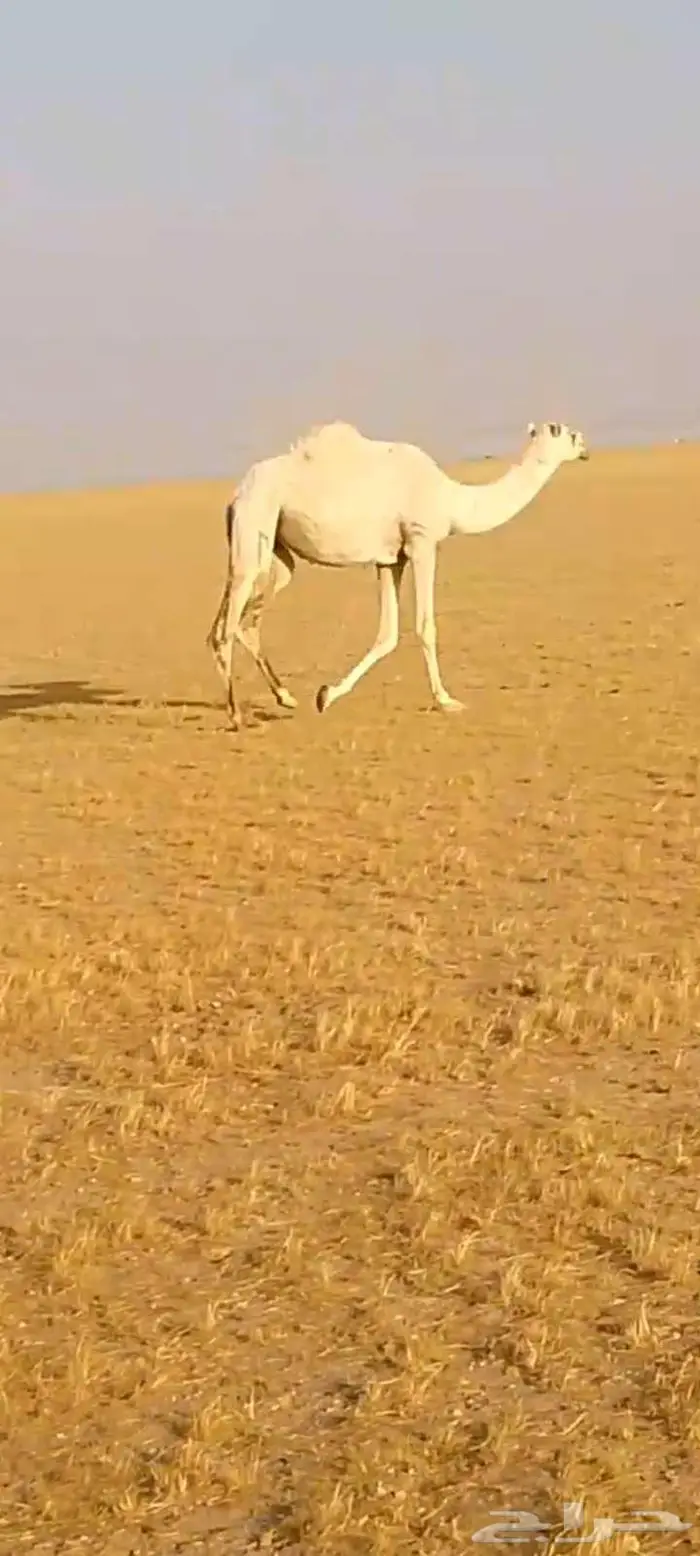 بكره وضحى لقيه تجذع 2