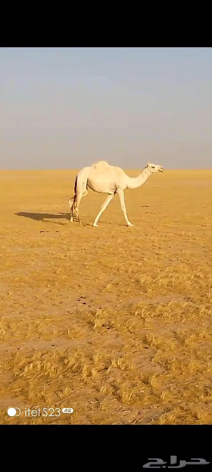 بكره وضحى لقيه تجذع 3