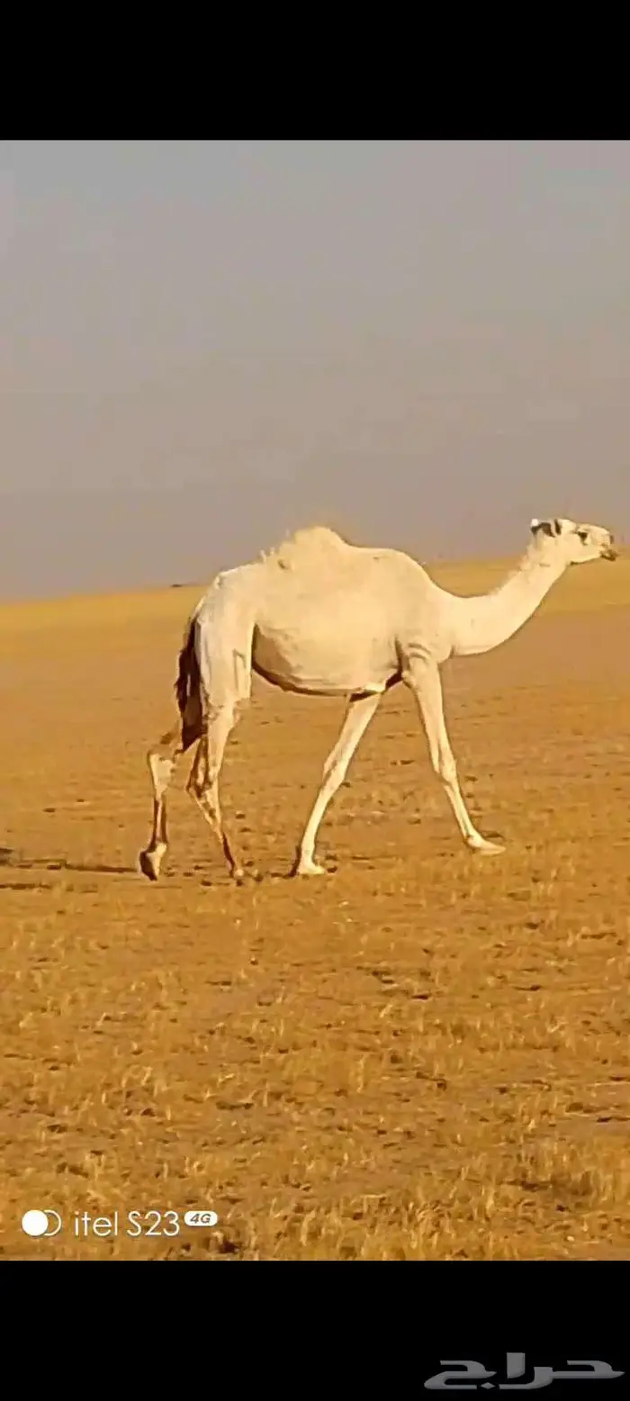 بكره وضحى لقيه تجذع 6