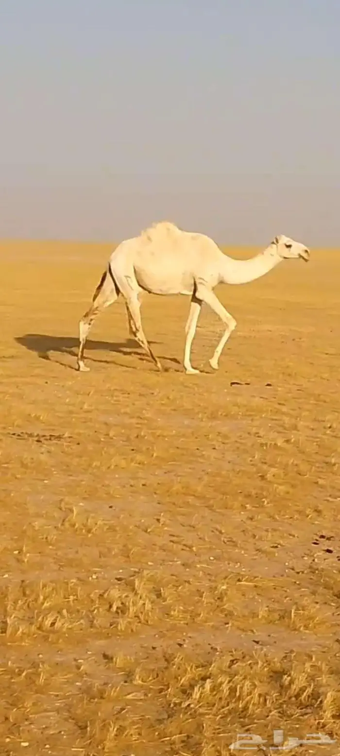 بكره وضحى لقيه تجذع 5