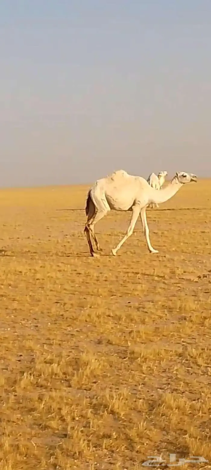 بكره وضحى لقيه تجذع 7