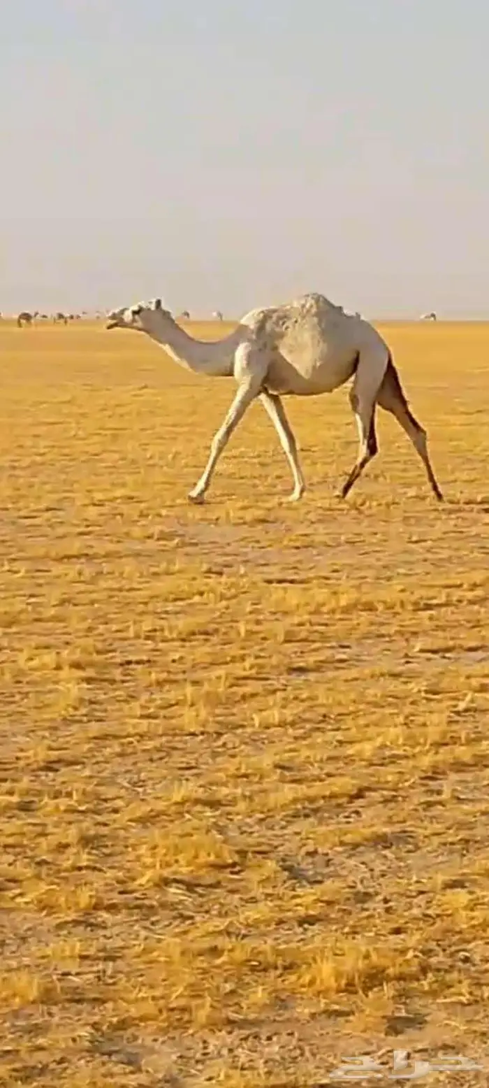 بكره وضحى لقيه تجذع 8
