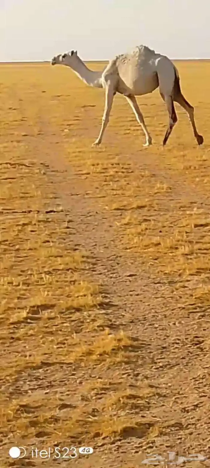 بكره وضحى لقيه تجذع 9