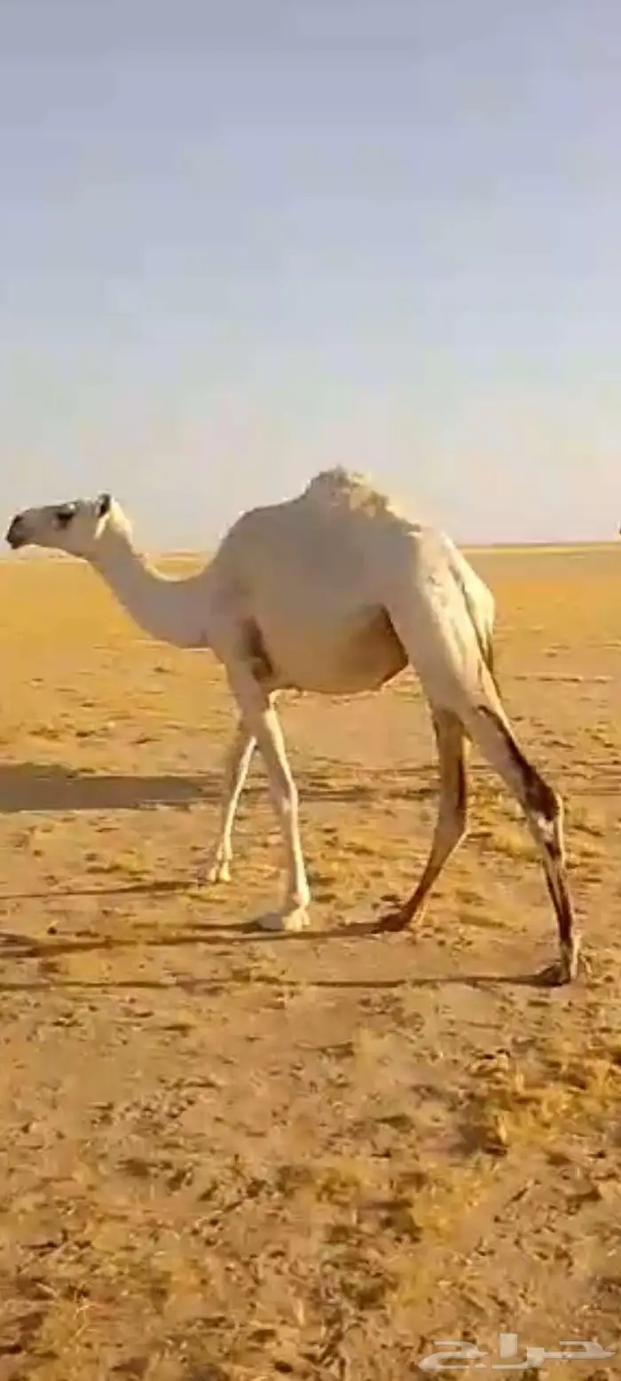 بكره وضحى لقيه تجذع 10