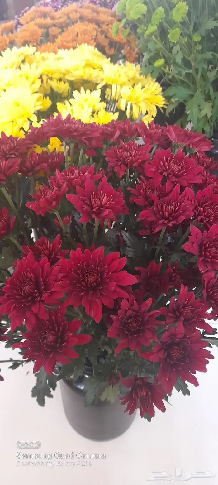 ورد كيني جملة الجملة ( استيراد ) 10