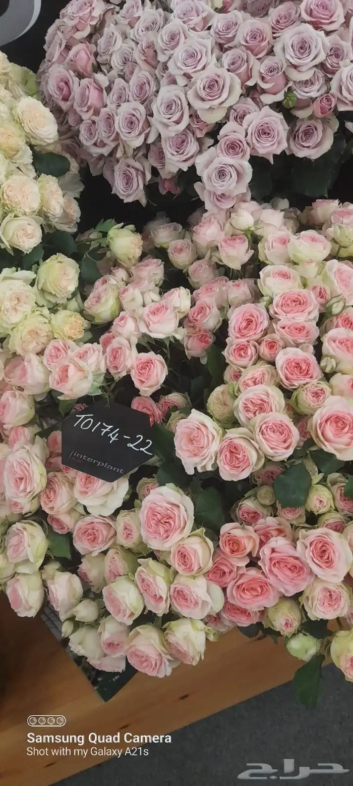 ورد كيني جملة الجملة ( استيراد ) 2