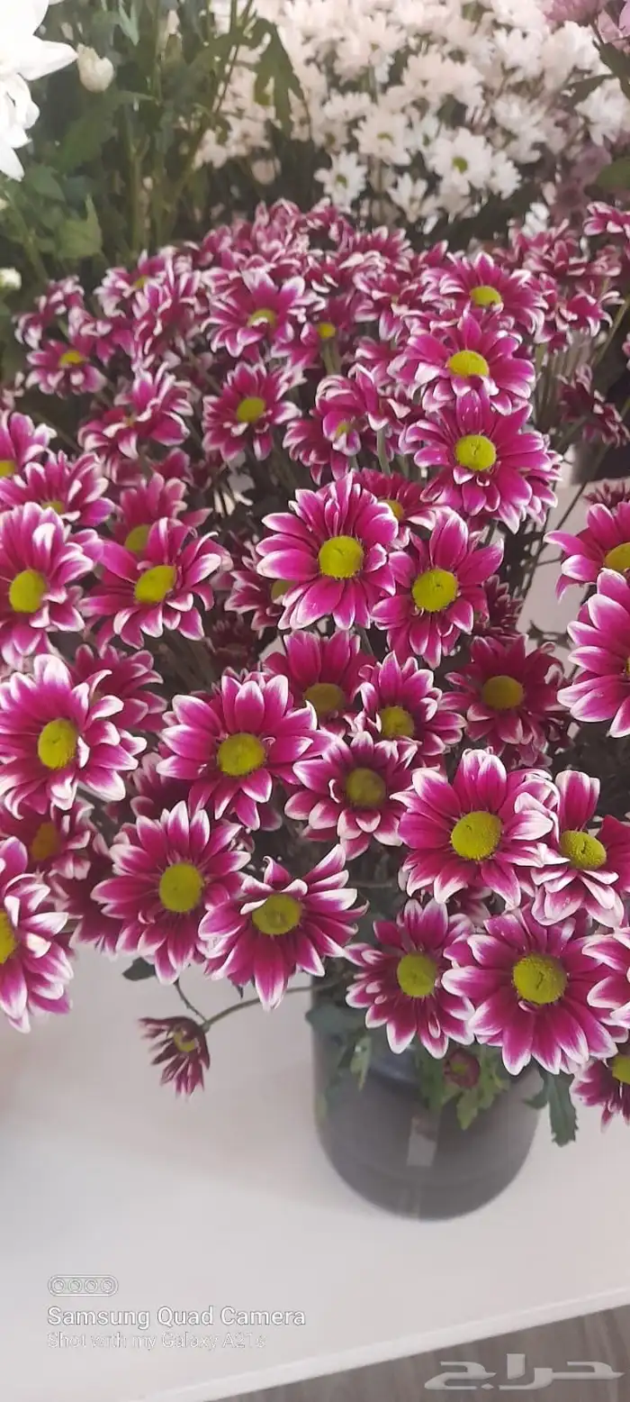 ورد كيني جملة الجملة ( استيراد ) 12