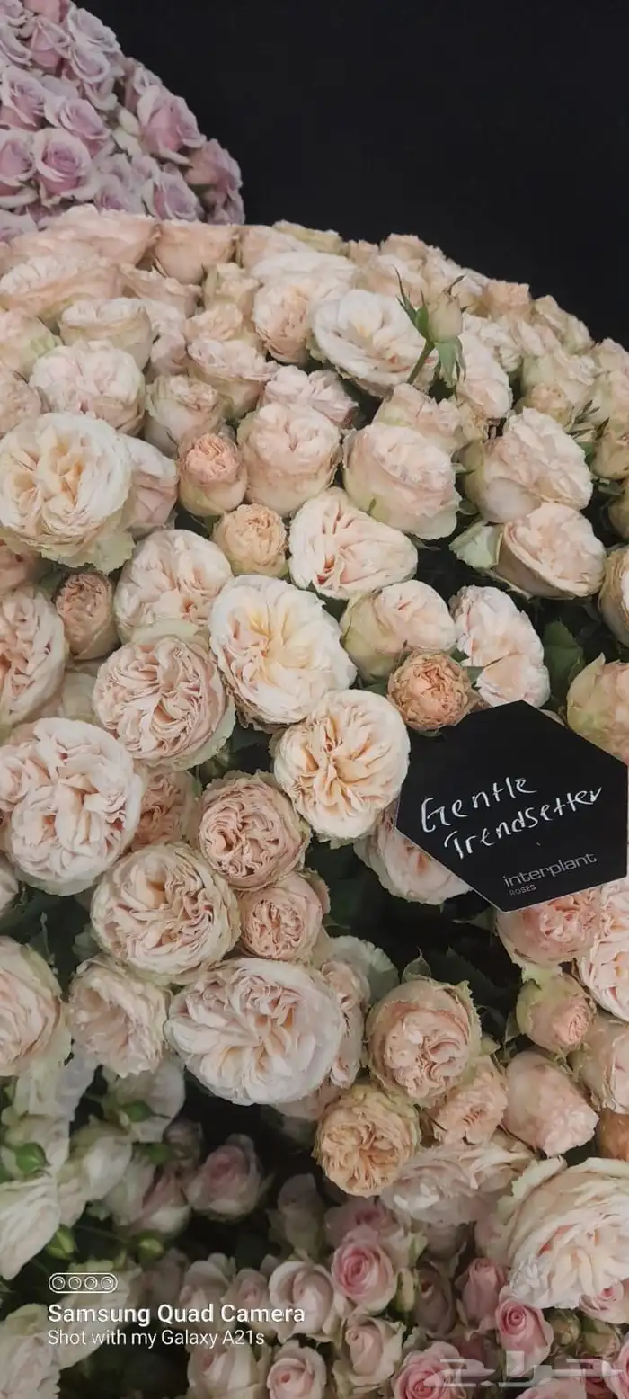 ورد كيني جملة الجملة ( استيراد ) 5