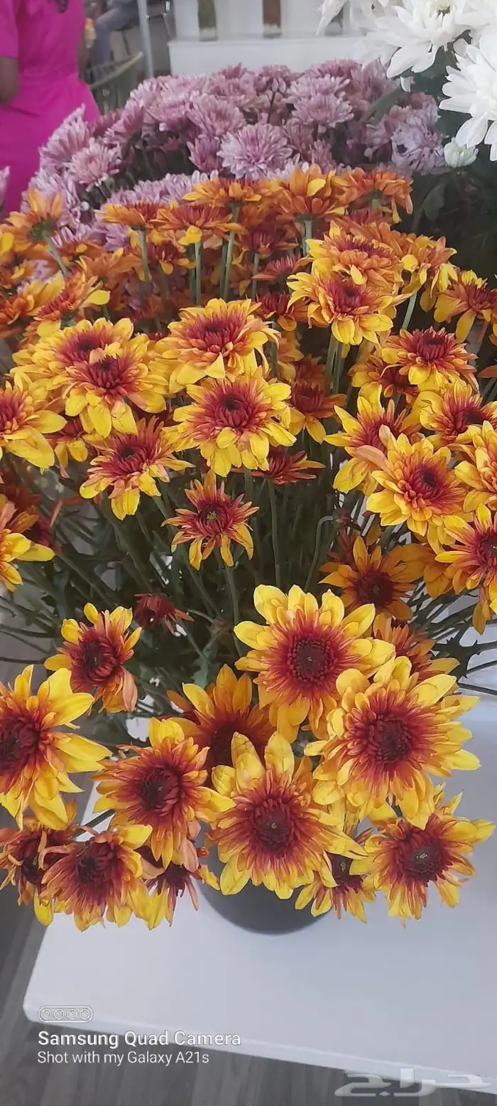 ورد كيني جملة الجملة ( استيراد ) 13