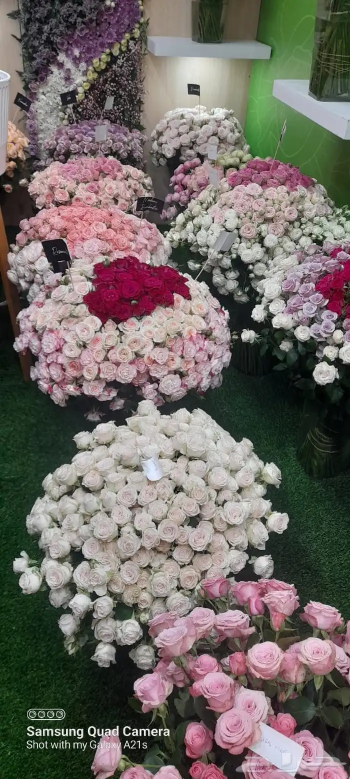 ورد كيني جملة الجملة ( استيراد ) 0