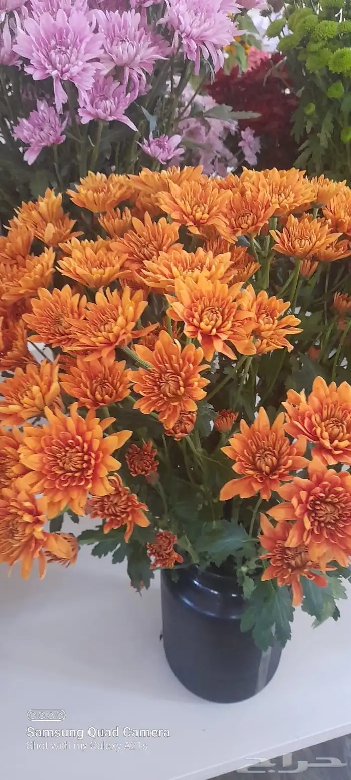 ورد كيني جملة الجملة ( استيراد ) 14