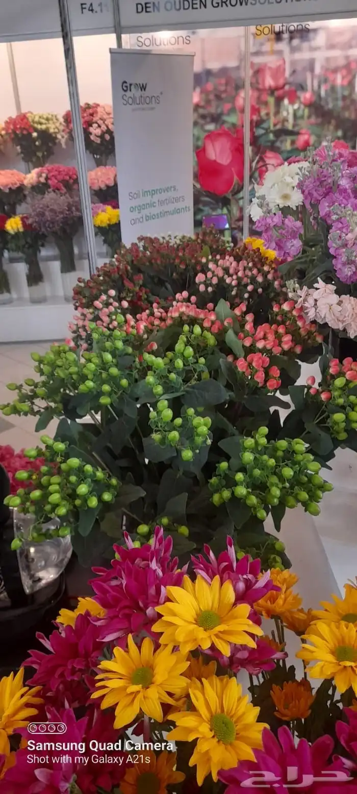 ورد كيني جملة الجملة ( استيراد ) 17