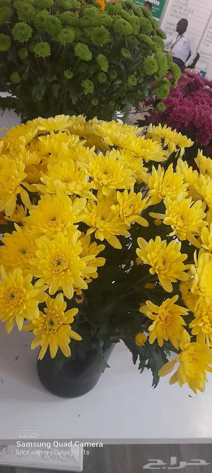 ورد كيني جملة الجملة ( استيراد ) 8