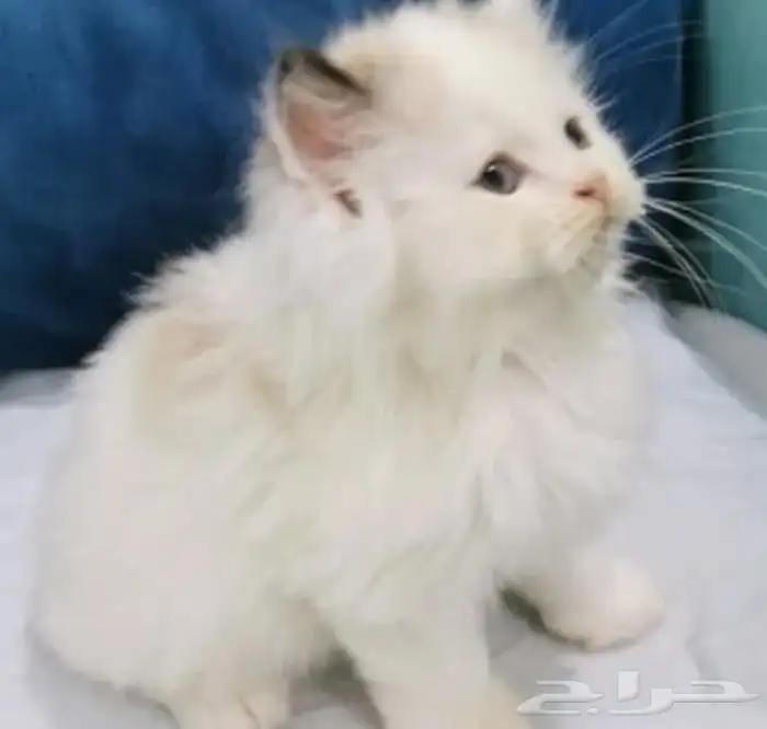 قط ابيض شيرازي عمر شهرين 1