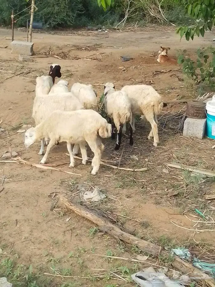 رخيل بلدي 0