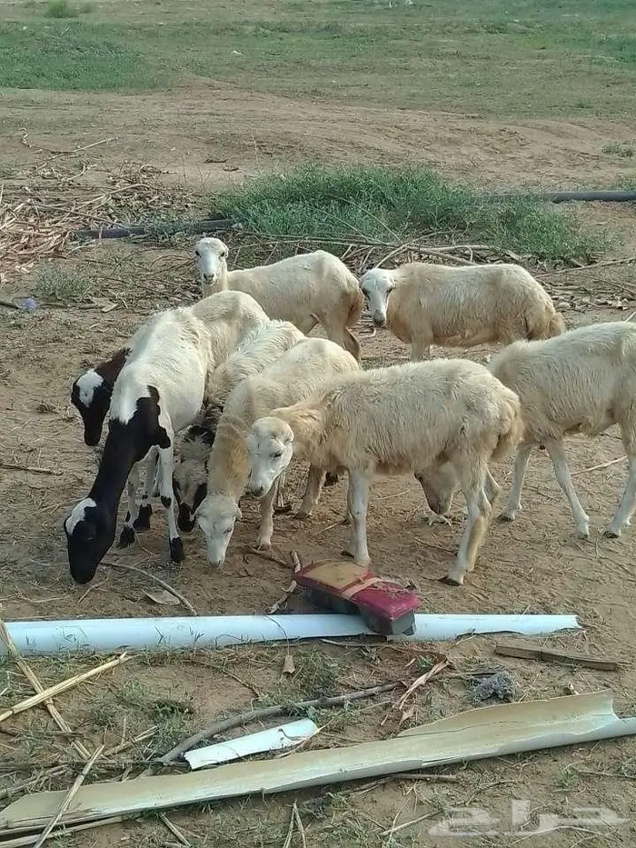 رخيل بلدي 1