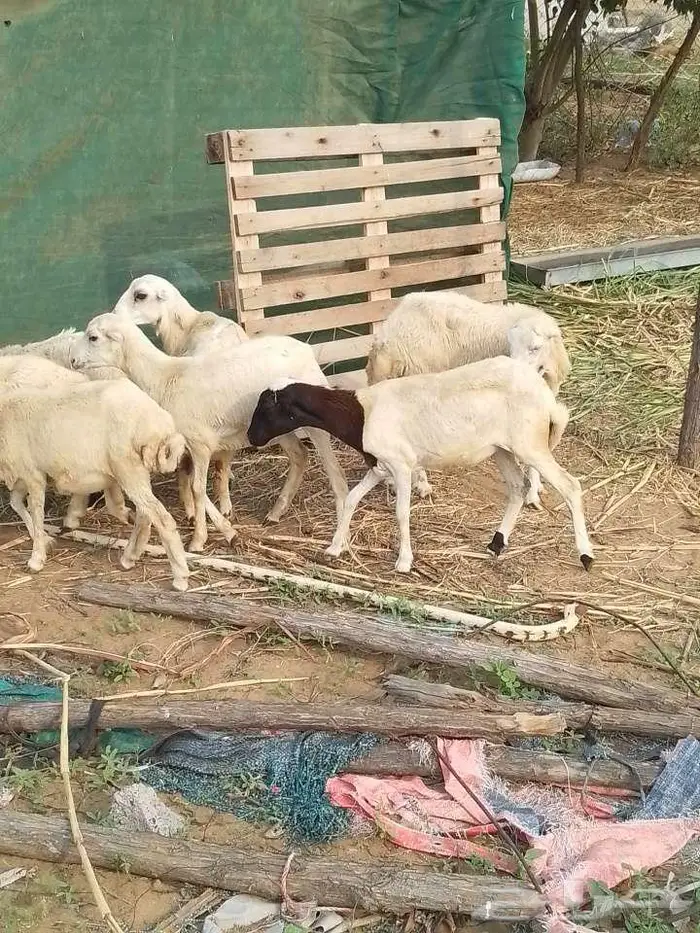 رخيل بلدي 5