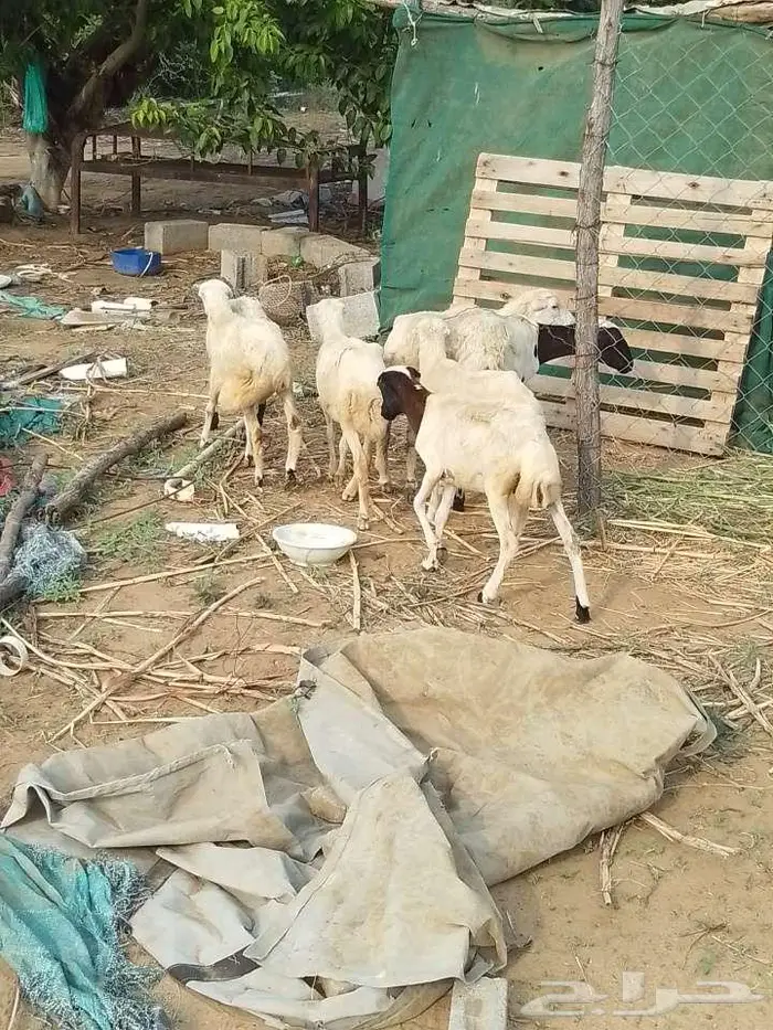 رخيل بلدي 3