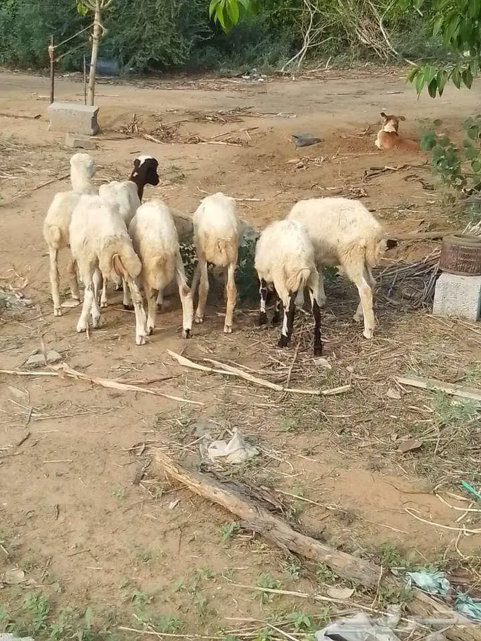 رخيل بلدي 4