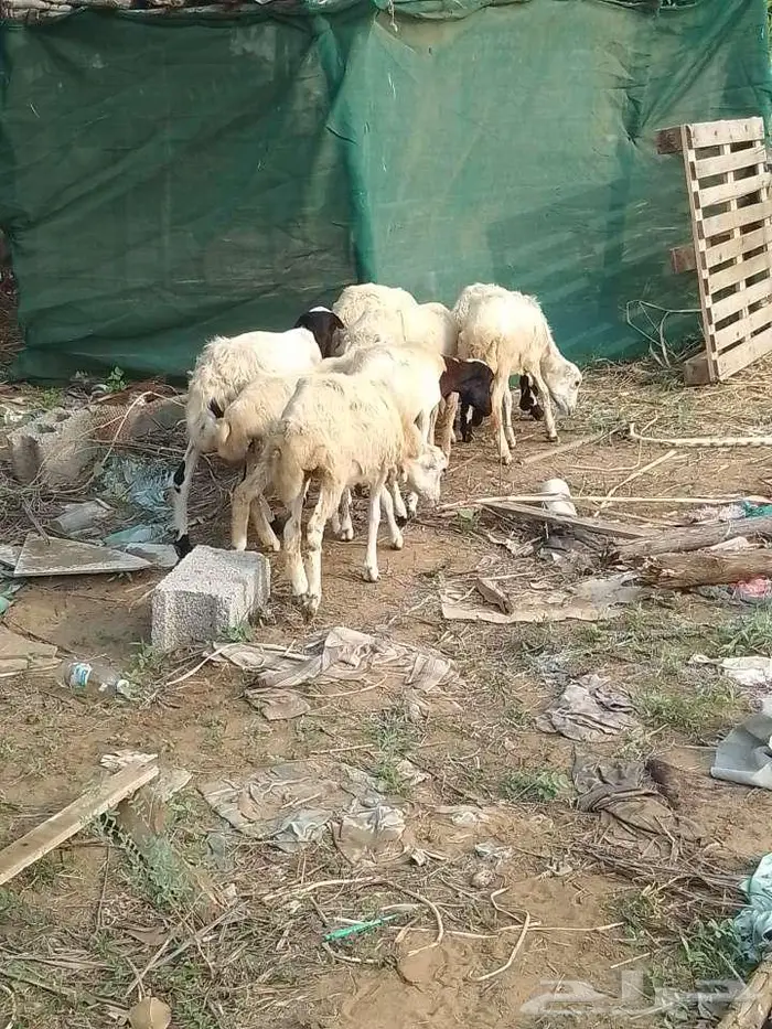 رخيل بلدي 2