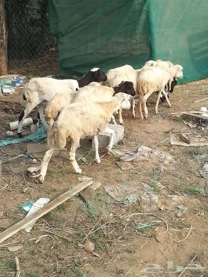 رخيل بلدي 6