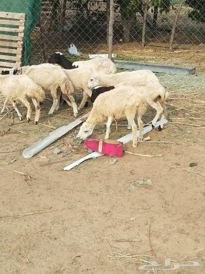 رخيل بلدي 7