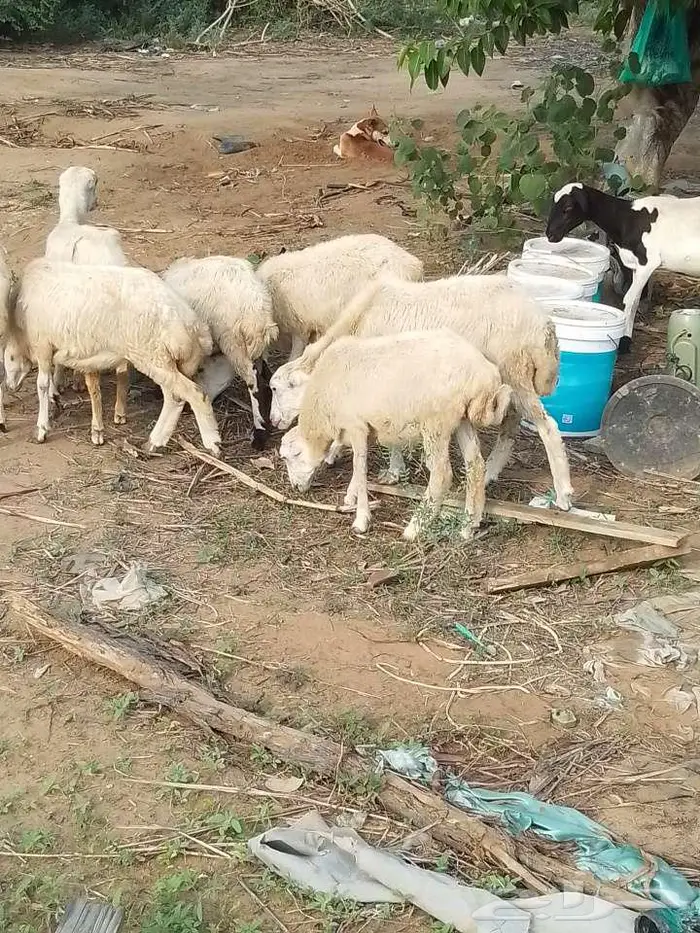 رخيل بلدي 8