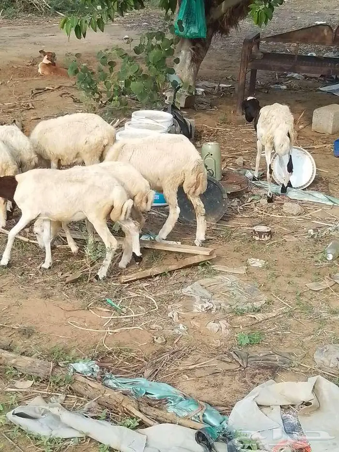 رخيل بلدي 9