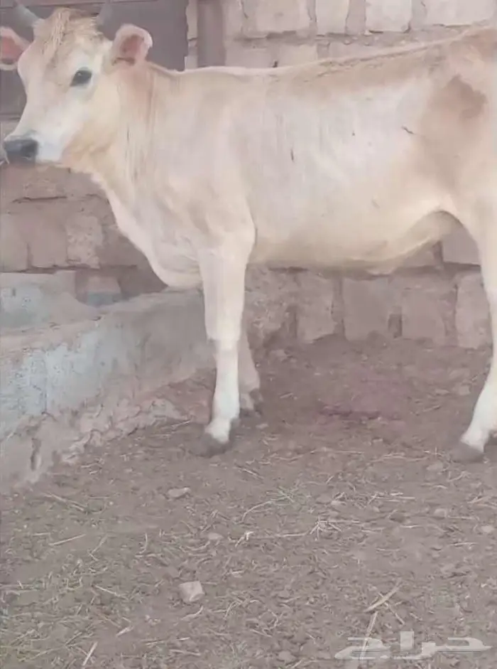 عجله جرسيه 1