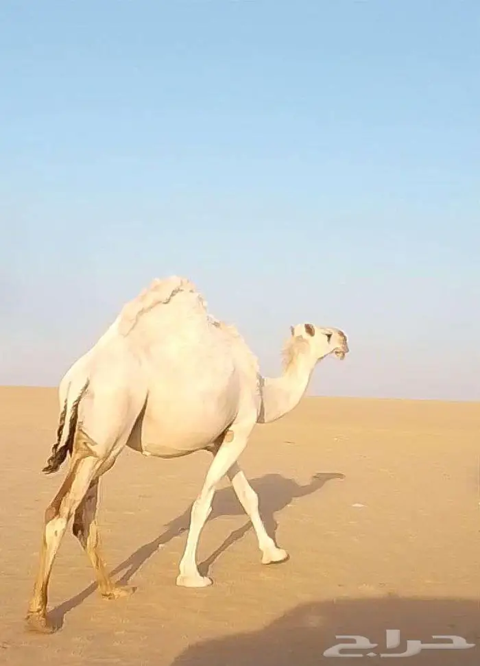 ناقة وضحاء ضروبة للبيع 0